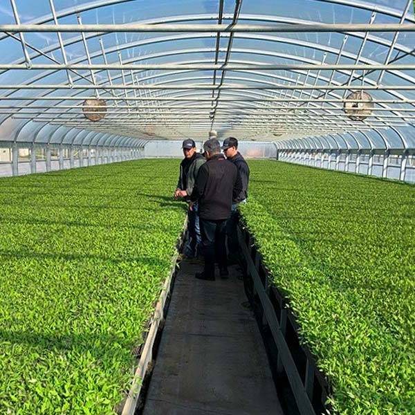 People in a greenhouse