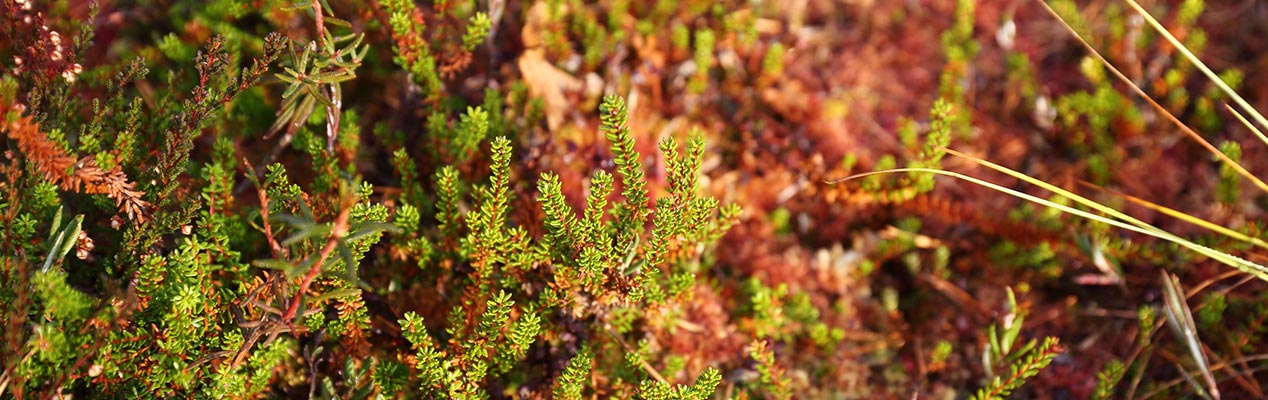 3ARPT2022-2-peat-sustainability peat fields