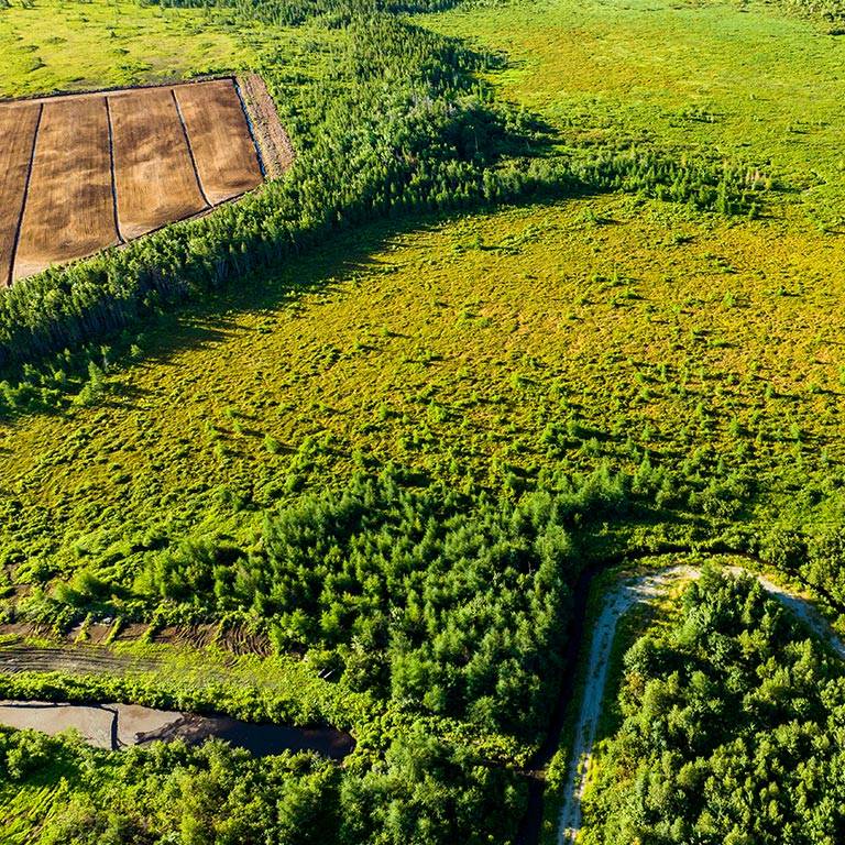 Peat bog